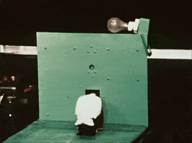 Pigeon getting reward